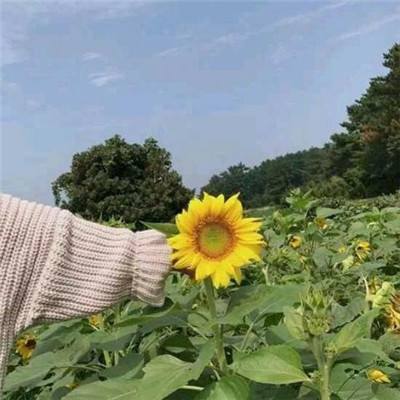 霸者传奇内购破解版下载
